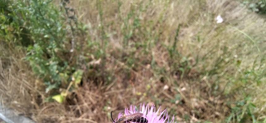 Diese Wildbiene findet Pollen und Nektar auf einer Distel. © LPV/J. FFischer