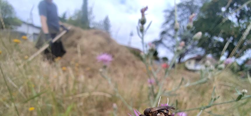 Unzählige Insekten, wie diese Wildbiene, profitieren vom Insekten-Highway in Perchtoldsdorf. © LPV/J. FFischer