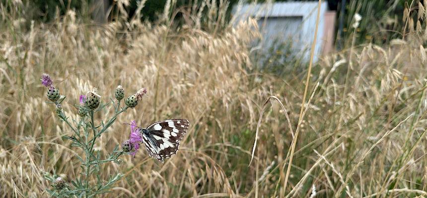 Auch der Schachbrettfalter (Melanargia galathea) fühlt sich auf den Naturwiesen in der Marktgemeinde Perchtoldsdorf wohl. © LPV/J. FFischer