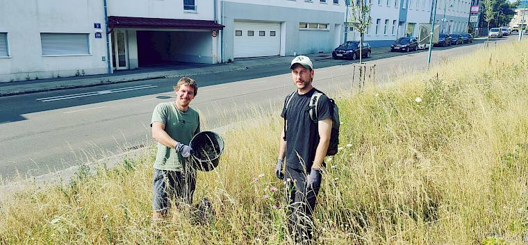 Die gesammelten Pflanzenarten helfen mit, das Wachstum dominanter Gräser einzudämmen. Dadurch können sich mehr Kräuter etablieren. © LPV/C. Wolfert