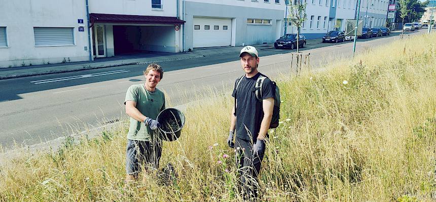Die gesammelten Pflanzenarten helfen mit, das Wachstum dominanter Gräser einzudämmen. Dadurch können sich mehr Kräuter etablieren. © LPV/C. Wolfert