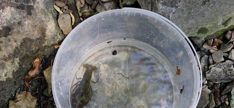 Für die Kinder war es besonders spannend, Signalkrebse (Pacifastacus leniusculus) zu fangen. © FdPH/F. Hohn
