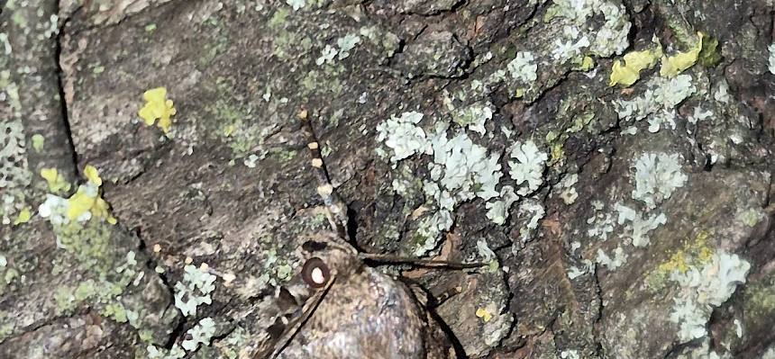 Pyramideneule (Amphipyra pyramidea). © FdPH/R.V. Bichler