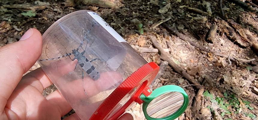 Dieser wunderschöne Alpenbockkäfer (Rosalia alpina) konnte aus nächster Nähe betrachtet werden. © FdPH