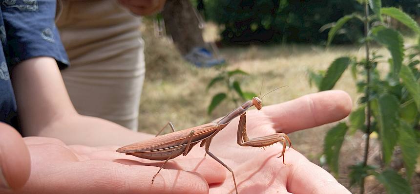 Rostrote Gottesanbeterin (Mantis religiosa). © FdPH/Girsch