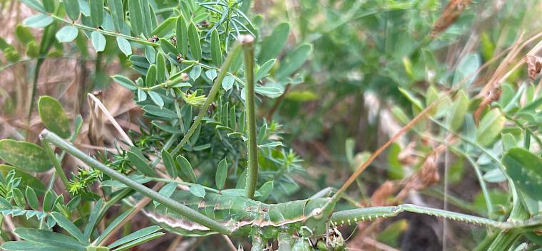 Die Große Sägeschrecke (Saga pedo) lebt räuberisch und ernährt sich von anderen Insekten. © FdPH/A. Lembke