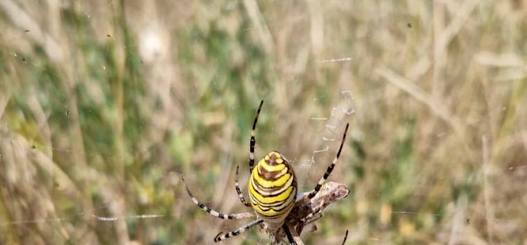 Wespenspinne (Argiope bruennichi) - das auffällig gelb-schwarz gestreifte Weibchen ist deutlich größer als das unscheinbar gefärbte Männchen. © FdPH/B. Sabek