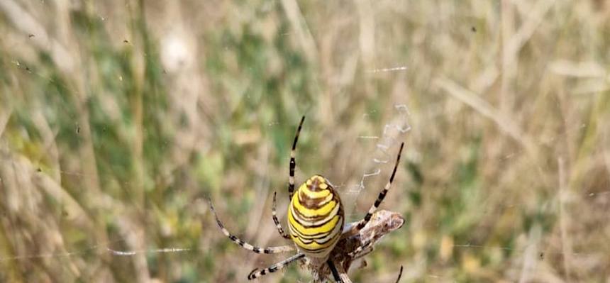 Wespenspinne (Argiope bruennichi) - das auffällig gelb-schwarz gestreifte Weibchen ist deutlich größer als das unscheinbar gefärbte Männchen. © FdPH/B. Sabek