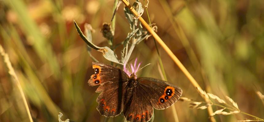 Während der Arbeit konnten wir einige Naturbesonderheiten entdecken, darunter diesen Mohrenfalter (Erebia sp.). © LPV/F. Hohn