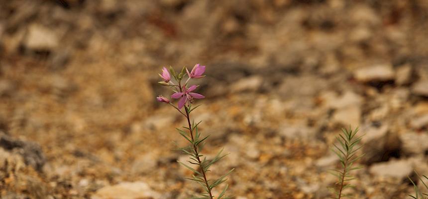 Das Rosmarin-Weidenröschen (Epilobium dodonaei) ist eine kalkliebende Pionierpflanze offener, schottriger Standorte und findet im ehemaligen Steinbruch der Fischerwiesen geeignete Lebensbedingungen. © LPV/F. Hohn