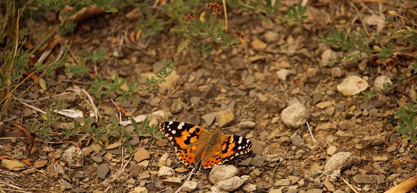 Der Distelfalter (Vanessa cardui) nutzt die offenen, blütenreichen Lebensräume der Fischerwiesen zur Nahrungssuche. © LPV/F. Hohn