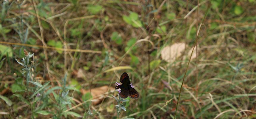 Abseits der Pflegearbeiten gab es einiges zu entdecken, darunter diesen Mohrenfalter (Erebia sp.). © LPV/F. Hohn