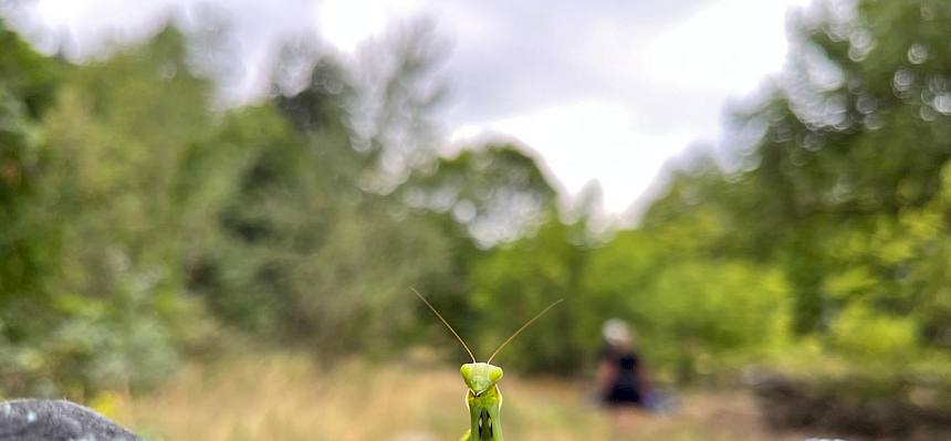 Während der Arbeit konnten zahlreiche Gottesanbeterinnen (Mantis religiosa) gefunden werden. © LPV/H. Straubinger