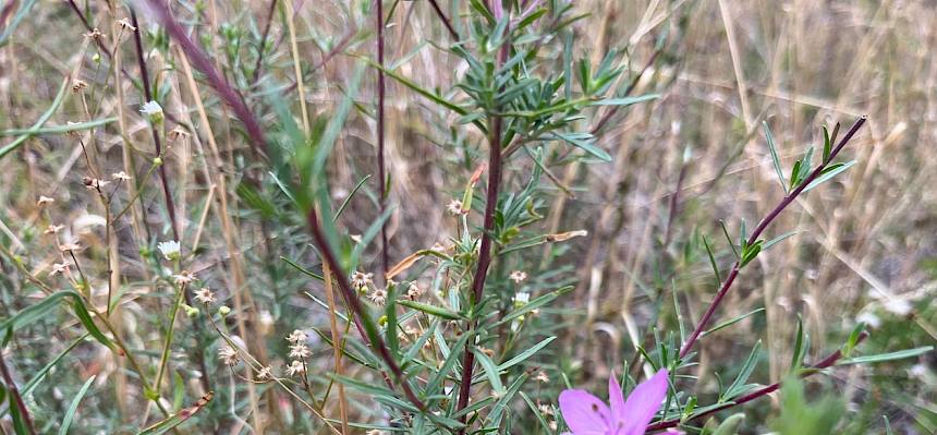 Das Rosmarin-Weidenröschen (Epilobium dodonaei) ist eine kalkliebende Pionierpflanze offener, schottriger Standorte und findet im ehemaligen Steinbruch der Fischerwiesen geeignete Lebensbedingungen. © LPV/H. Straubinger