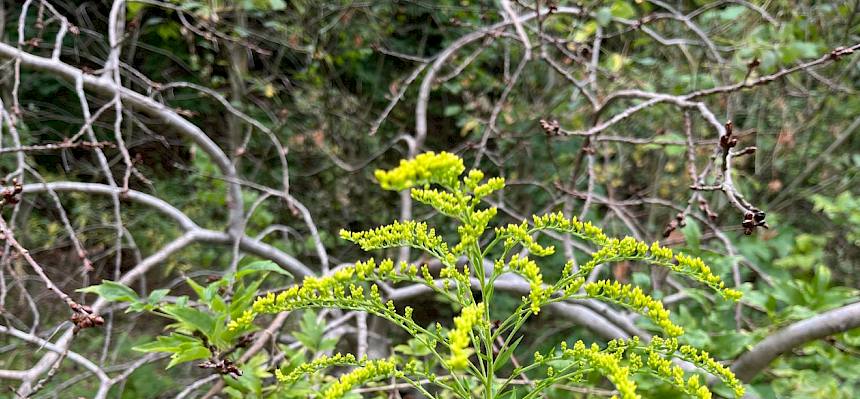 Die aus Nordamerika stammende Kanadische Goldrute (Solidago canadensis) und Riesen-Goldrute (Solidago gigantea) sind invasive Neophyten und können heimische Pflanzenarten verdrängen. © LPV/H. Straubinger