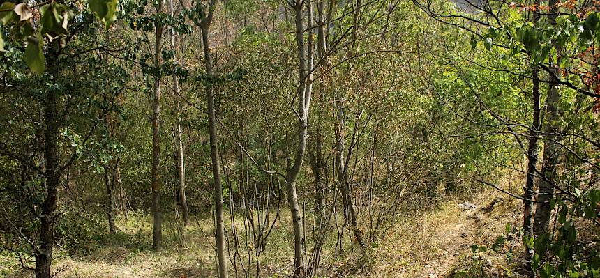 Um einzelne offene Flächen im Naturschutzgebiet zu erhalten und miteinander zu verbinden, wurden kleinere Gehölze entfernt und zurückgeschnitten. © LPV/F. Hohn