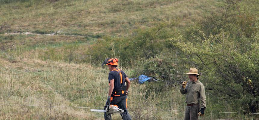 Zahlreiche Weißdornbüsche auf der Großen Heide, die nicht ausgehackt werden können, wurden mit der Motorsäge geschnitten. © FdPH/F. Hohn