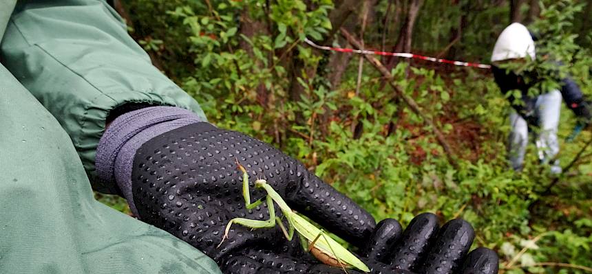 Auch bei Regen gibt es etwas zu entdecken - hier eine Gottesanbeterin (Mantis religiosa) © FdPH/S. Leischner