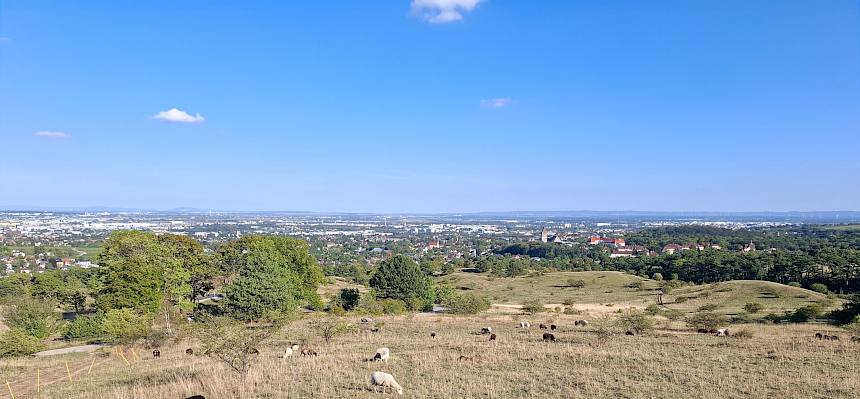 Die Heide mit den Schafen als wichtige Landschaftspfleger - heute wieder bei sonnigem Wetter. © FdPH/A. Mrkvicka