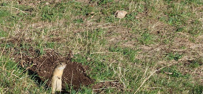 Dieses Ziesel ist noch nicht im Winterschlaf und hält neugierig Ausschau in Richtung Heidepfleger. © FdPH/A. Mrkvicka