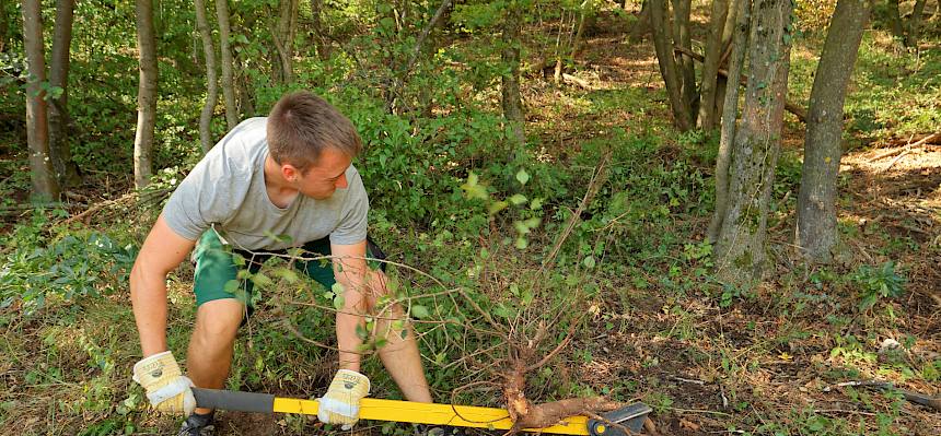 Der Tree Popper - in dieser Heidepflegewoche unser Lieblingswerkzeug. © FdPH/A. Mrkvicka
