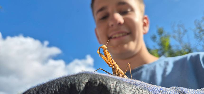 Die Gottesanbeterin (Mantis religiosa) putzt sich. © FdPH/L.Reimoser