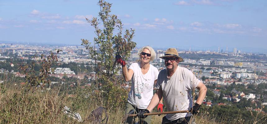 Blutroter Hartriegel wird ausgehackt. Mit tollem Blick über Wien. © FdPH/F. Hohn