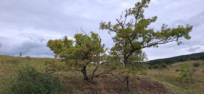 Die Eichengruppe nach der dauerhaften Entfernung des nicht heimischen Flieders. © FdPH/A. Mrkvicka
