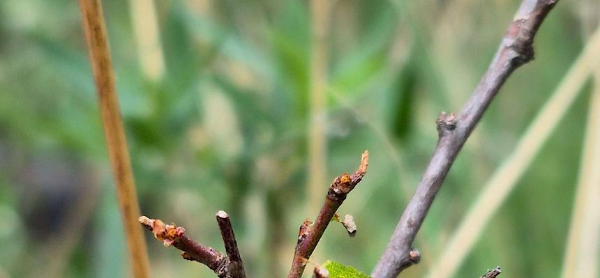 Für die Raupe des Segelfalters (Iphiclides podalirius) werden bewusst locker stehende kleine Schlehen (Prunus spinosa) erhalten. © FdPH/A. Mrkvicka