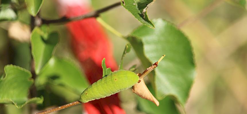 Die Futterpflanze dieser Segelfalter-Raupe (Iphiclides podalirius) - eine Steinweichsel (Prunus mahaleb) - wird nicht geschnitten. © FdPH/F. Hohn