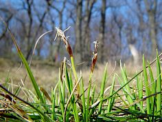 Erd-Segge - Carex humilis
