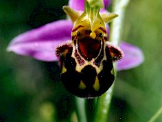 Bienenragwurz - Ophrys apifera