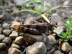 Ödlandschrecke - Oedipoda caerulescens