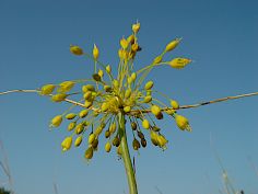 Gelb-Lauch - Allium flavum